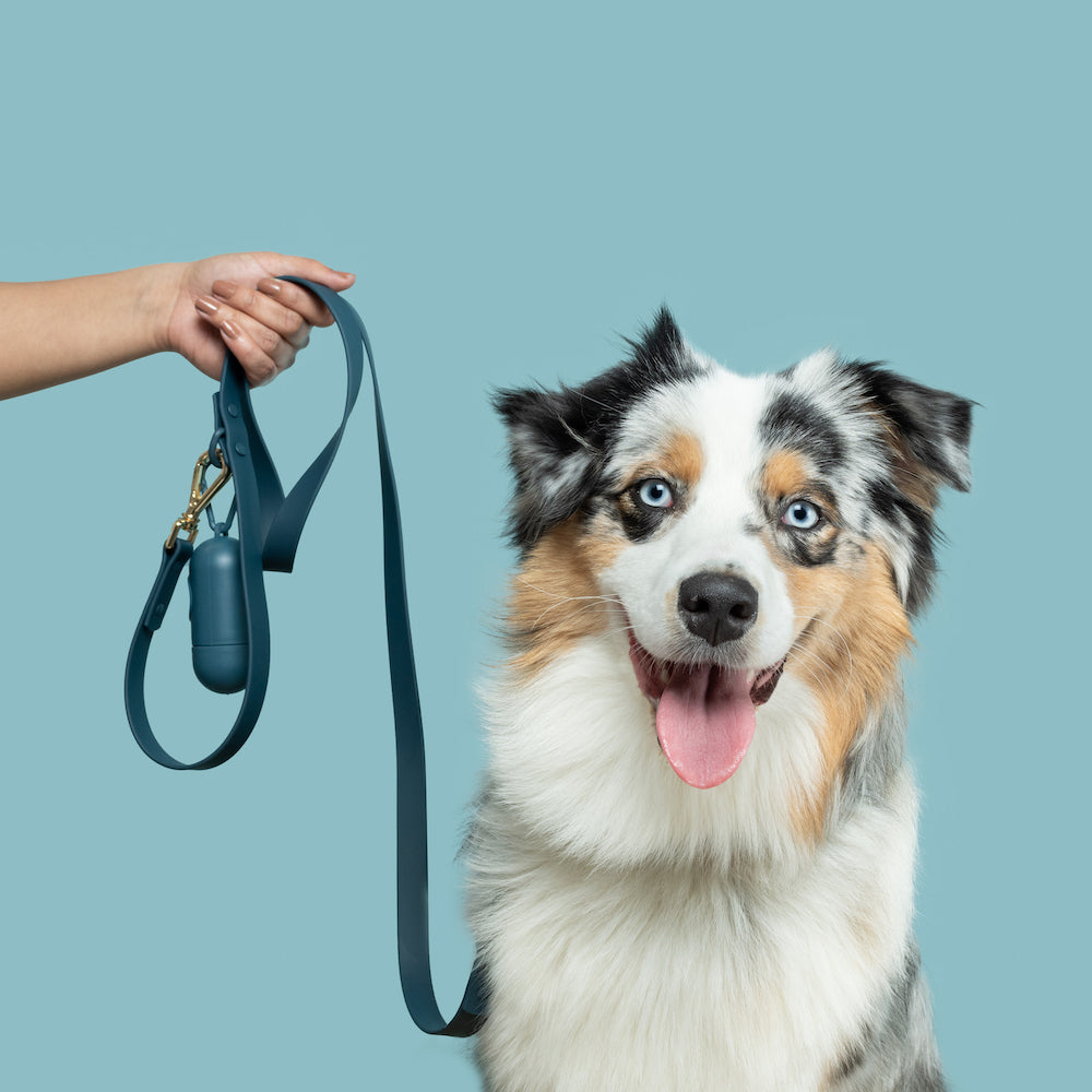 Westley Double Clip Lead