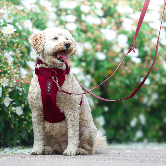 Westley Double Clip Lead