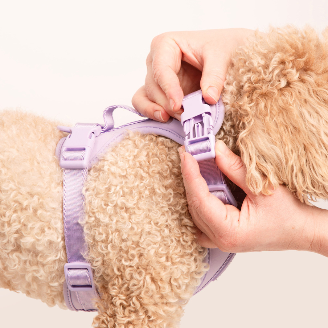 Westley No-Pull Harness