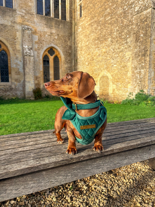 Loyal Treasures Luxury Velvet Sailor Bow